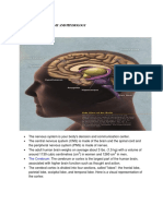 Idoc - Pub - Anatomy and Physiology of Cva