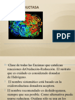 Oxidorreductasa