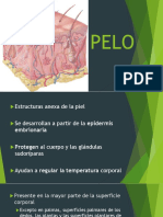 Pelo