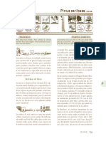 Pinus Caribaea PDF