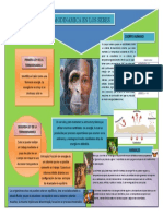 Infograma Termodinamica en Sres Vivos