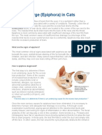 Eye Discharge (Epiphora) in Cats