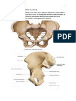 CL N - 2 Anatomia Pelvis PDF