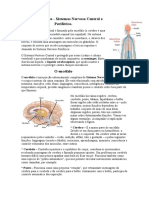 Atividades 2° Trimestre (Sistema Nervoso) ..