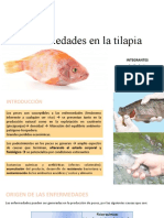 Enfermedades en La Tilapia