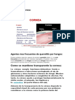 Capas de La Cornea