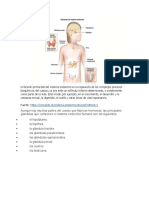 El Sistema Endocrino BORRADOR