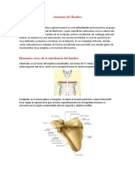 Anatomía Del Hombro TP