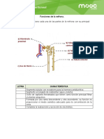 Funcion de La Nefrona