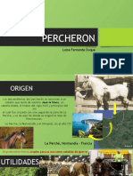 PERCHERON