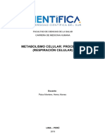 Metabolismo Celular - Proceso de (Respiración Celular) - Ucsur PDF