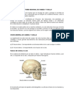 Anatomía Regional de Cabeza y Cuello