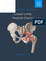 Lower Limb: Muscle Charts: Cheat Sheet (English Terminology)