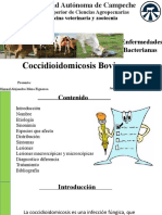 Coccidioidomicosis Bovinos