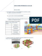 Actividades Sobre Membrana Celular