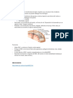 Anatomia de Las Meninges