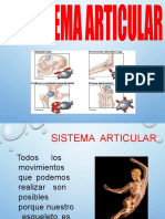 Sistema Articular