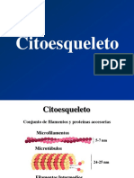 6-Citoesqueleto PDF