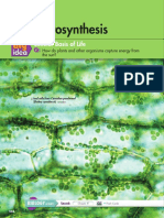 Photosynthesis Chapter 8 30616 PDF