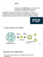 Digestion y Absorción Lipidos