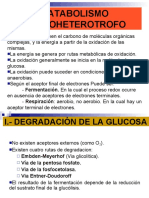 Metabolismo Heterotrofo.1