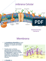 Membrana