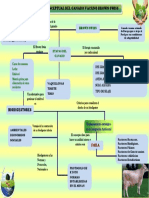 Mapa Concetual Del Ganado Brown Swiss