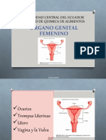 7 Anatomía Aparato Reproductor Femenino