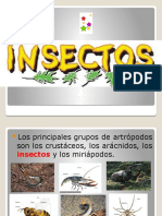 7 - Anatomía Externa de Los Insectos