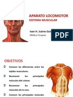 4° Clase Sistema Muscular-1