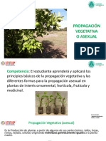 Propagación Vegetativa O Asexual: Bruno Ramírez Ingeniero Agrónomo Profesor Titular