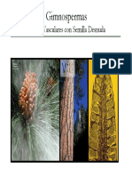 Gimnospermas Plantas Vasculares Con Semi PDF