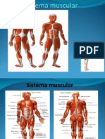 Sistema Muscular FC