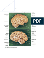 Review of Cerebral Anatomy:: Diencephalon