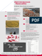 Enterococcus y Staphylococcus