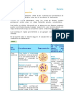 Clasificación de Las Bacterias