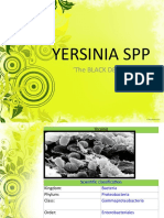 Yersinia SPP: The Black Death'