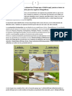 Identificacion de Tringa SPP y Calidris SPP y Fotos PHC 2018 1