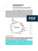 Ciclo de Kerbs