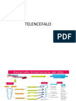 Clase 10.1 Telencéfalo PDF