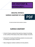 Lecture 12 Skeletal System Lower Limb (Surface Anatomy)