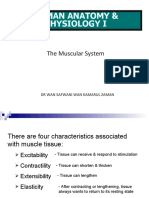 Human Anatomy & Physiology I: The Muscular System