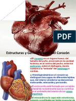 Corazon Estructuras Anatomicas y Fisiologicas