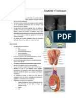 Ecografía Del Escroto y Testículos
