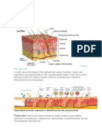Funciones de La Piel