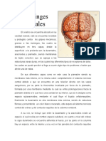 Meninges Anatomia