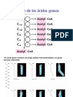 Oxidacion de Acidos Grasos