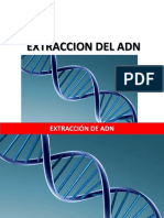 Practica - Extraccion Del Adn - Vegetal