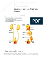 Aparato Reproductor de Las Aves. Órganos y Formación Del Huevo PDF