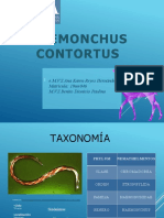 Haemonchus Contortus